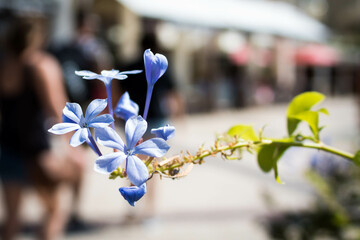 fleur, nature, plante, fleures, fleur, printemps, mauve, orchid&eacute;e, rose, fleurir, jardin, flore, beaut&eacute;, floral, beau, &eacute;t&eacute;, blanc, bleu, couleur, macro, jaune, feuille, arbre, fleuri