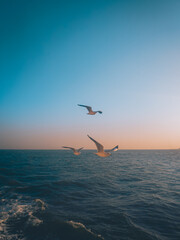 Seagulls soaring over the ocean under a bright sky