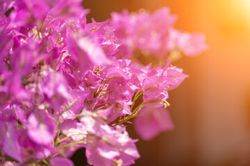 Bougainvillea glabram flower, paperflower. Beautiful magenta bougainvillea tree on sunny spring day