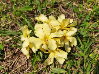 Nerium oleander flower. Its other names oleander and nerium. This is a shrub or small tree...