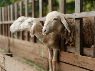 Sheep eating grass from a wooden fence in a pen stock fotograf&iacute;ka