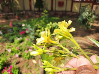 Nerium oleander flower. Its other names oleander and nerium. This is a shrub or small tree...