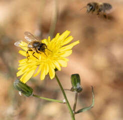 Bees in Action: Pollinating Yellow Flower