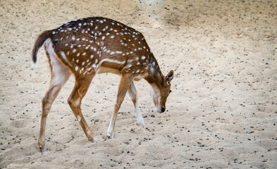 A spotted deer Axis Axis walking on the desert sand alone looking for food.