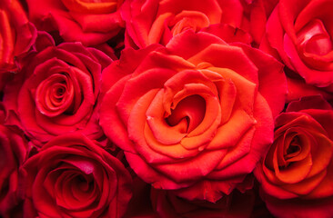Red rose blossom texture. Valentine, love, wedding background