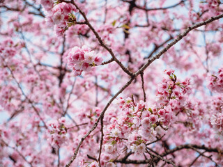 Pink flower called Cherry Blossom or in Japanese is Sakura