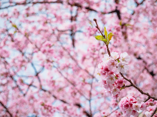 Pink flower called Cherry Blossom or in Japanese is Sakura