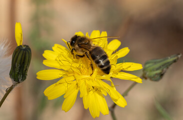 Honeybee Collecting Pollen on Yellow Wildflower