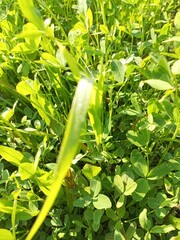 green pea pod