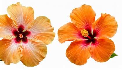 orange hibiscus flowers set isolated