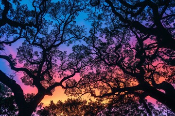 Silhouettes of trees against the colorful dusk sky