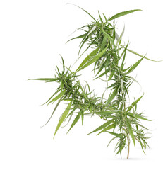 Marijuana trees for medical use are used separately isolated on transparent background (.PNG)