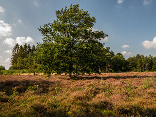 Heather an d Pines in Langeln