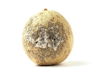 Rotten melon with fungus on white background. Organic agriculture product. Cantaloupe with mold. Abstract planet surface. Excess food use.