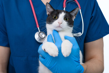 Slodki bialo czarny kot domowy trzymany przez lekarza weterynarii na rękach  - obrazy, fototapety, plakaty