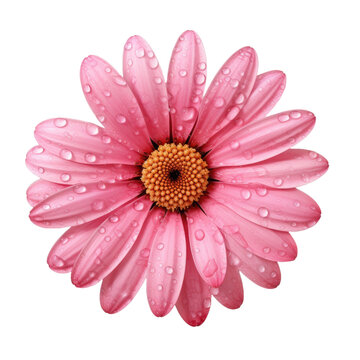 pink daisy  isolated on transparent background	