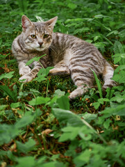 Grey color house cat on laying on green grass in a field. Cat in a wild nature environment.