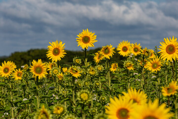 Sunflowers in bloom in the Sussex countryside, with selective focus