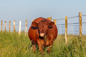 A cow on Ditchling Beacon on a summer's evening, looking at the camera whilst chewing on grass - 743652410