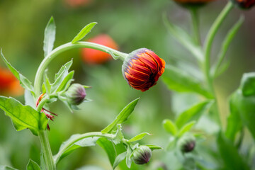 A close up of a pot marigold flower bud in spingtime, with a shallow depth of field