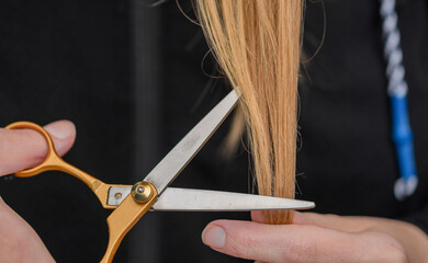 Skracać końcówki włosów, strzyżenie nożyczkami kosmyków blond  - obrazy, fototapety, plakaty