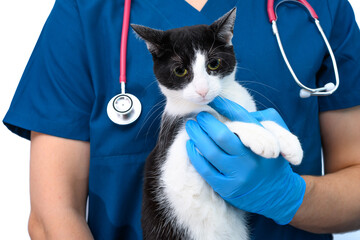 Lekarz weterynarii z dobrym podejściem do zwierząt domowych trzyma spokojnego kota na rękach  - obrazy, fototapety, plakaty