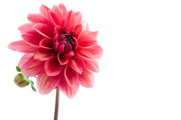 Solitary Dahlia Beauty on Transparent Background, PNG