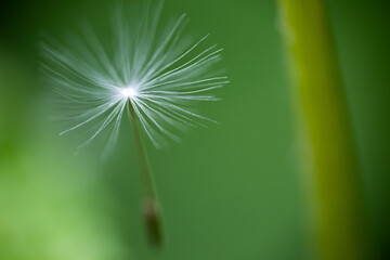 Single dandelion petal flying alone on mere green background