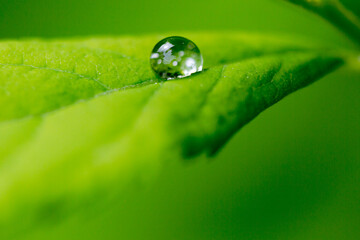 One water drop on green leaf in dew light macro shot