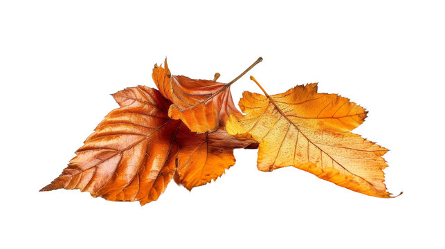 Fall Leaves, on transparent background, PNG format