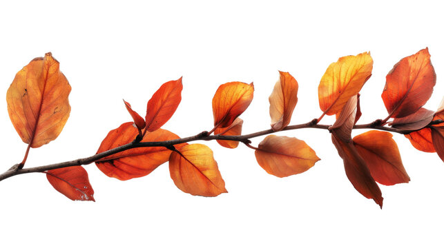 Branch with Vibrant Foliage, on transparent background, PNG format