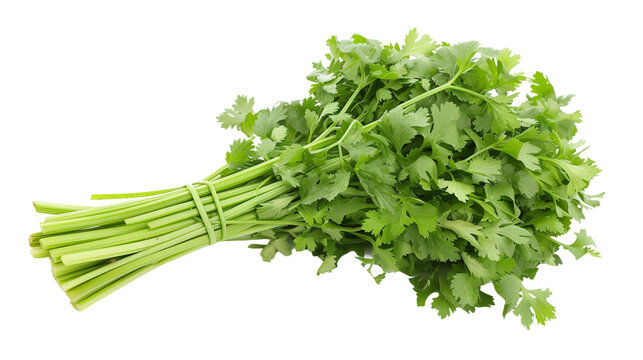 Celery in Isolation on Transparent Background