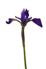 Fototapeten Blue iris flower © Luc DC