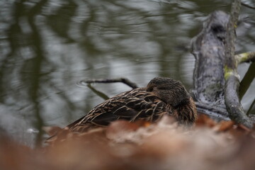a small bird in a pond