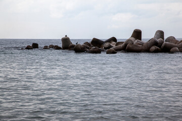 View of the sea with the tetrapods and a cormorant