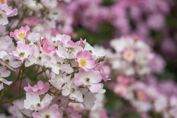 ピンクと白が混じったバラ【滝ノ入ローズガーデン】日本埼玉県毛呂山町