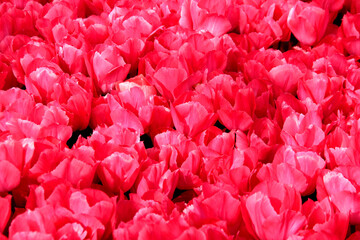 Field of bright pink tulips illuminated by sunlight close-up at Goztepe Park during the annual...