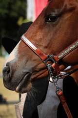 Horse, western horse close-up in the sunshine, discipline Plesure.