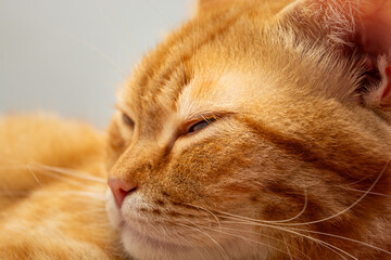cute orange tabby cat that is sleeping on the bed