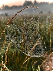 Morning spiderweb