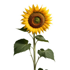 Fototapeta premium sunflower image isolated on a transparent background PNG photo
