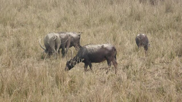Herd of wild buffaloes grazing at a wildlife sanctuary