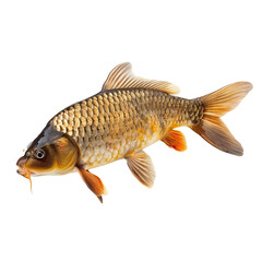 Carp fish isolated on transparent background Generative Ai