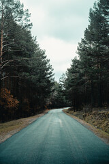 Asphalt road through a forest of tall trees on a cloudy day
