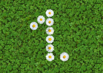 number written with daisies (bellis perennis) on green clover © Andreas