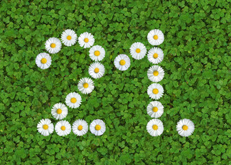 number written with daisies (bellis perennis) on green clover © Andreas