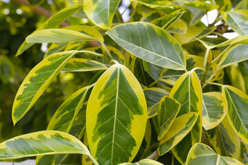 Yellow and green leaves of ficus altissima variegata tree