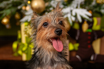 Close-up portrait of a small pinscher dog against the background of a Christmas tree and gifts. The...