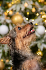 Close-up portrait of a small pinscher dog against the background of a Christmas tree and gifts. The...