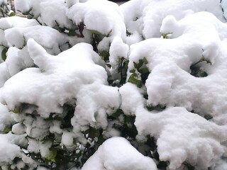 There's a lot of snow on the branches.